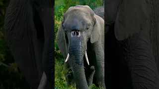 Elephant Injured Fighting For Her Child 😱😫😰 #shorts