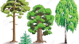 Дерева для дітей. Найпоширеніші дерева України. Розвиток дошкільнят онлайн