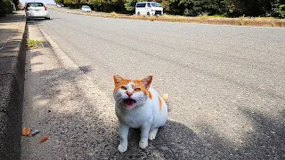 Give me food on the road! The result of feeding a cat that screams. . .