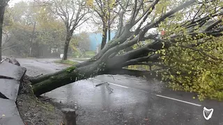 VIDEO: Trees downed and roads blocked as Storm Ophelia rages through Cork