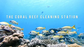 The Coral Reef Cleaning Station