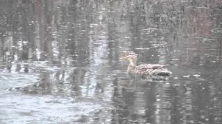 Female Mallard calling