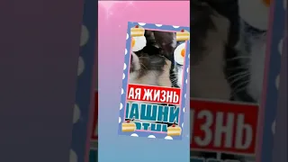 Magic Pets❤💗💓день рождения💓💓👉🏼👈🏼