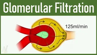 07. Glomerular Filtration