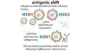 Flu shot science & overview of influenza biology, antigenic shift & drift, etc.