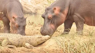why does hippopotamus lick crocodiles? why do hippo kill their babies..intersting facts of hippo..