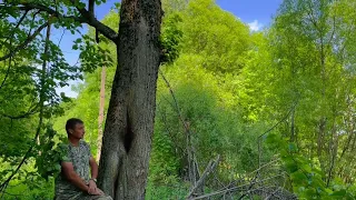 Дикие пчёлы в дупле древней липы. Проводим эксперимент. Смоленск