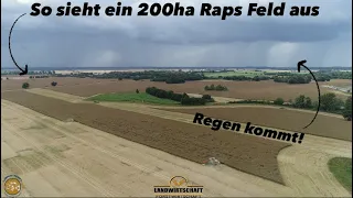 So sieht ein 200ha Raps Feld aus 3 Mähdrescher im Einsatz und der regen kommt! Claas Lexion 780,770