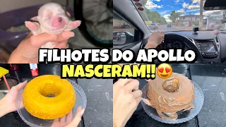 VLOG: FILHOTES DO APOLLO NASCERAM| FIZ BOLO DE CENOURA| uma noite comigo🐶😍🏠