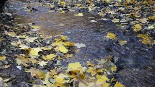 Stream. October. Осенний ручей.