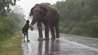 Fearless Women #wildelephant #attack