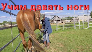 Учим большую лошадь давать ноги.