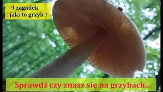 9 zagadek jakie to grzyby - sprawdź czy znasz się na grzybach.