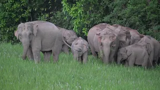 Wild Elephant at Khao Yai National Park Thailand 2022