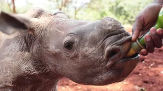 Maarifa's Rescue | Sheldrick Trust