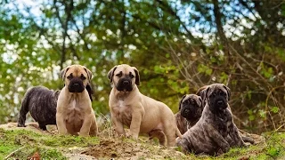 Life with Presa Canario - puppy power