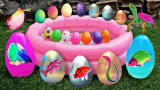 Colorful surprise eggs lobster snake cichlid betta fish turtle butterfly fish goby fish