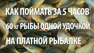 ПЛАТНАЯ РЫБАЛКА на КАРПА, ЛИНЯ, АМУРА. КАК ПОЙМАТЬ за 5 часов 60 кг РЫБЫ на ОДНУ УДОЧКУ