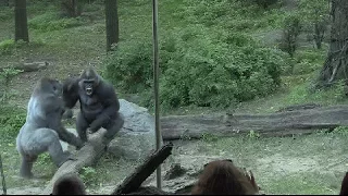 Gorillas get active after eclipse