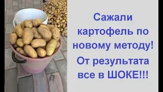 Урожай картофеля с куста 💥выращивание картофеля по новому методу