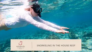 House Reef Snorkeling with Fish and Turtles in the Maldives