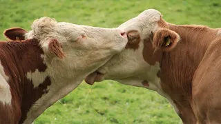 Осеменение коров – метод  искусственного оплодотворения