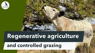 Regenerative Agriculture and Controlled Grazing at Beldorney