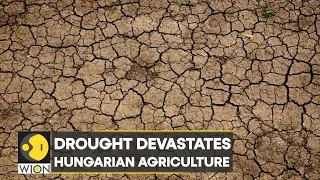 WION Climate Tracker | Extreme heat leaves Hungary's lake Velence completely dry | World News