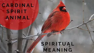 Why You Keep Seeing Cardinals | Northern Cardinal Spirit Animal | Cardinal Spiritual Meaning