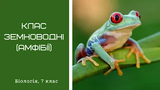 Клас Земноводні (Амфібії)