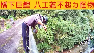 橋下巨鯉 八工惹不起ㄉ怪物 @釣苦花要選對時機 #溪釣 #苦花 #石斑