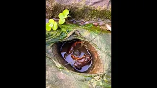 Amazing best natural catching crabs in the pond village river season Catching videos #amazing #video