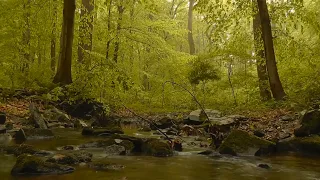 Forest stream / Лесной ручей / Звуки лесного ручья / Sound of forest stream