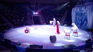 Ледовое шоу, Цирк, г. Иваново, собаки, белые медведи, воздушные гимнасты и многое другое
