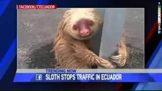 Sloth Rescued From Side Of The Road In Ecuador