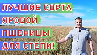 ЗАСУХОУСТОЙЧИВЫЕ и ЖАРОСТОЙКИЕ Сорта Мягкой Яровой Пшеницы для Степи. Элемент 22 и Силантий.