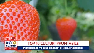 Top 10 cele mai profitabile culturi agricole