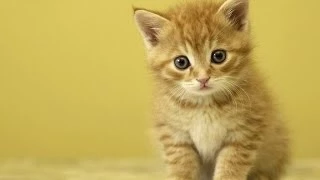 Funny Videos 2014 : Funny Videos - Funny Cats Video - Funny Animals - Funny Animal