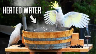 I Made A Hot Tub For Australian Birds!