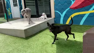 A little peak into Wag Atlanta Dog Daycare.