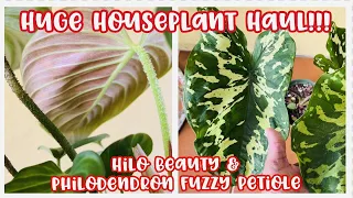 January Collective Plant Haul Part 1 || Featuring Hilo Beauty & Philodendron Fuzzy Petiole