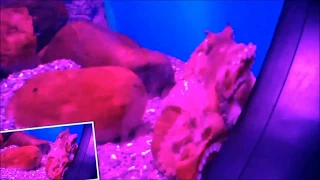 Танец осьминога. Москвариум. An octopus dance. Aquarium in Moscow. Moskvarium