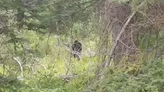 Did I really see a Bigfoot?