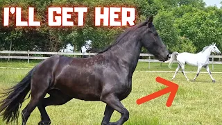 I'll get her!!! She doesn't belong here. And who are those new neighbors? Friesian Horses