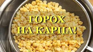 Раскрываю СЕКРЕТЫ! Горох для рыбалки на карпа!  Убойная насадка на карпа, карася, амура. fishing