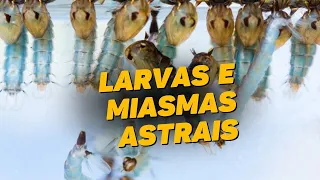 LARVAS E MIASMAS ASTRAIS - DE ONDE VEM, ONDE SE INSTALAM, COMO TIRAR...