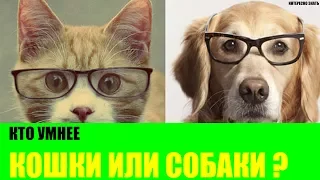 Кто умнее - кошки или собаки?