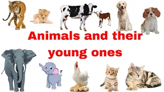 Animals and their young ones | Animals babies | Animals and their babies | Baby animals| Animal baby