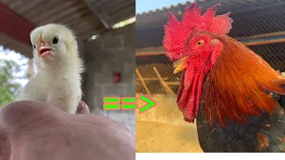 Full video on how to raise chickens from 1 day old to adulthood.