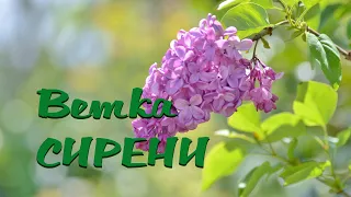 ВЕТКА СИРЕНИ / Разбор на гармони